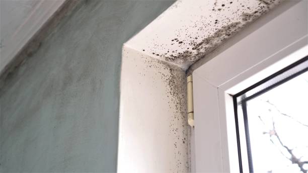 Best Home Mold Removal  in Anacortes, WA