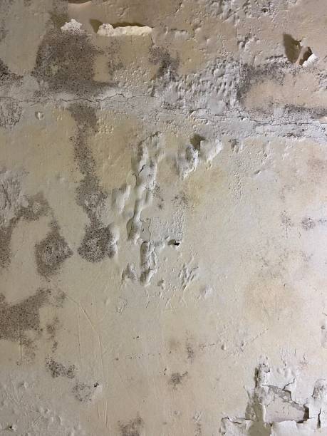 Reliable Anacortes, WA Mold Removal Solutions