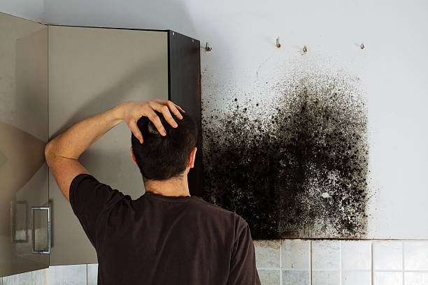Best Residential Mold Removal  in Anacortes, WA