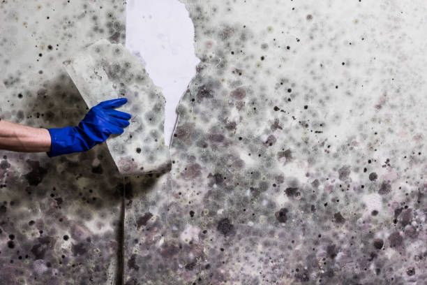 Best Mold Removal Process  in Anacortes, WA